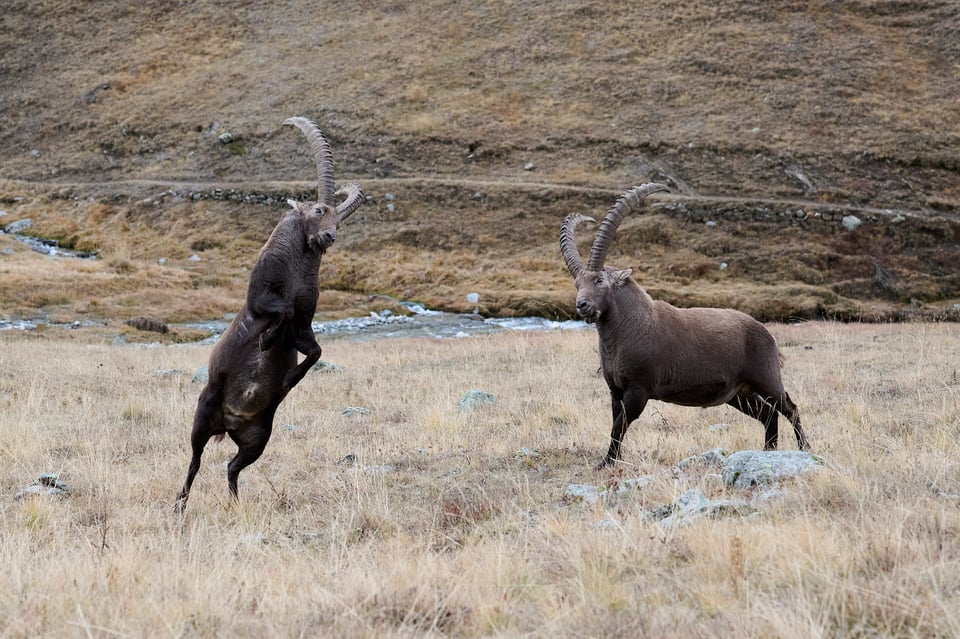 Ibex fighting