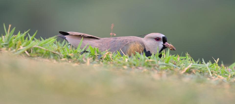 Lapwing_Nest_Pano_Jason_Polak