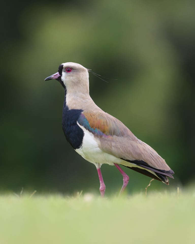 Lapwing_Panorama_Jason_Polak