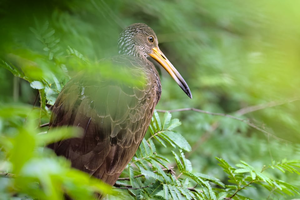 Limpkin_Sunny_Leaves_Jason_Polak