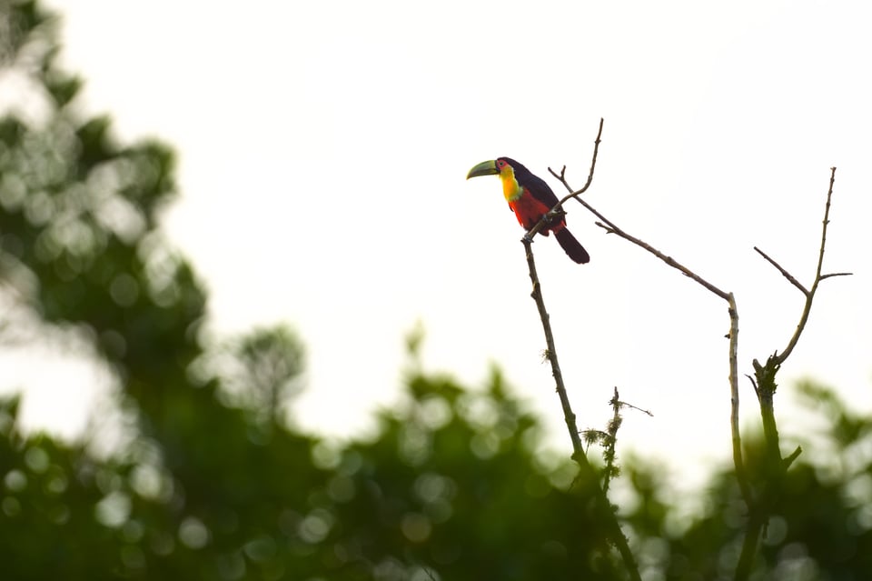 RedBreastedToucan_SP_Jason_Polak