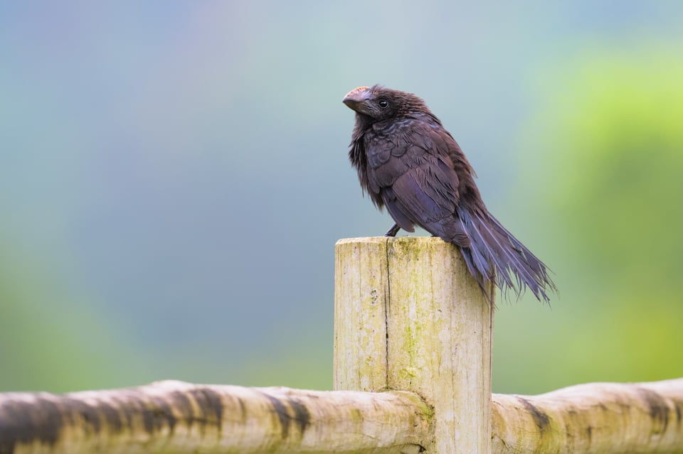 Smooth_billed_Ani_SP_Jason_Polak