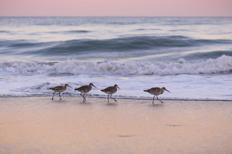 Stilt Sandpipers