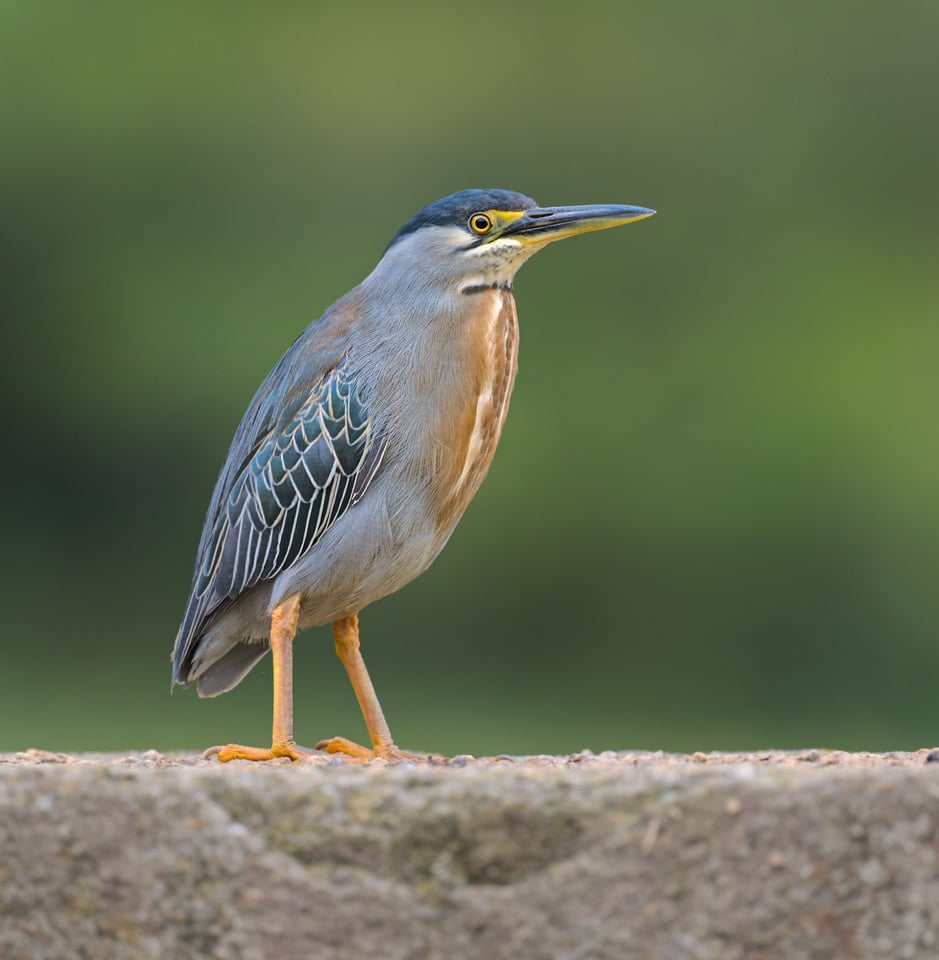 StriatedHeron_Pano_Jason_Polak