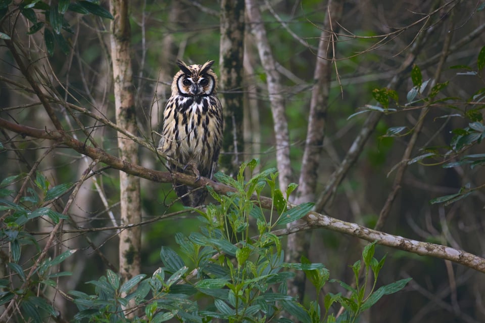 Striped_Owl_SP_Jason_Polak