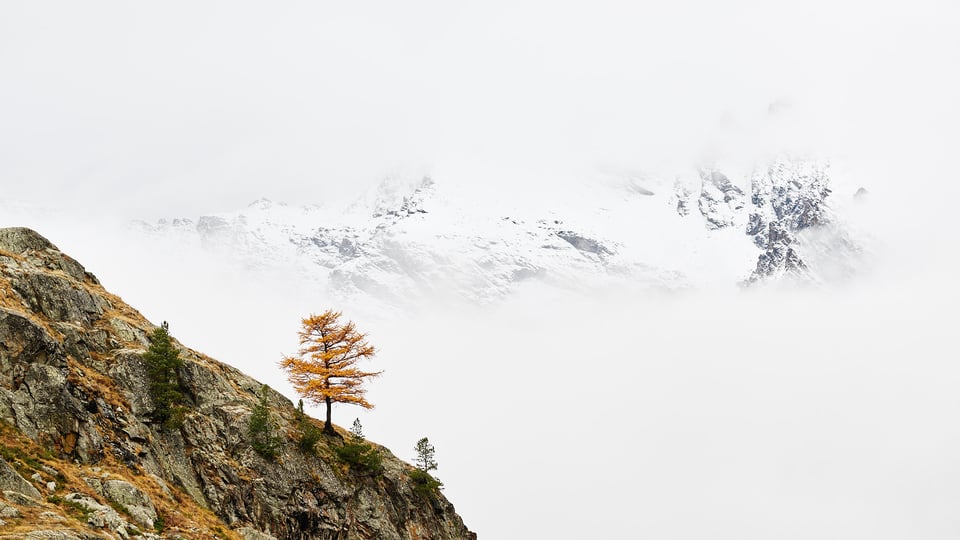 Tree and mountains