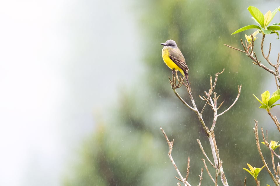 Tropical_Kingbird_SP_Jason_Polak