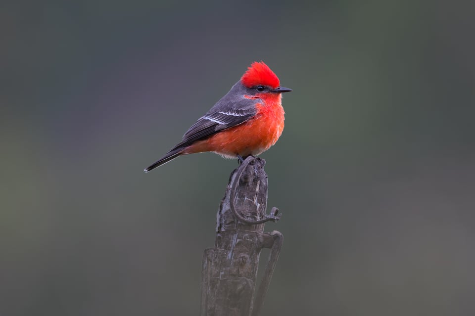 Vermillion_Flycatcher_SP_Jason_Polak