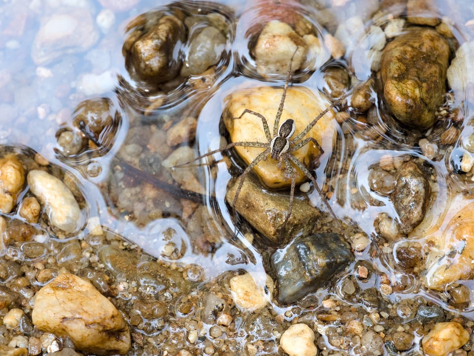 WaterSpider_SP_Jason_Polak