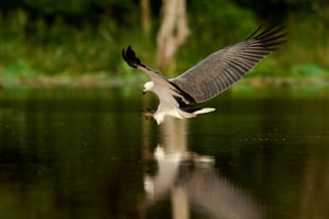 White-bellied Sea Eagle_Sri Lanka_Libor_LVP8164