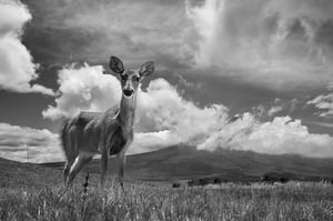 White-tailed Deer_Ecuador_Nikon Z6_LVP_9782