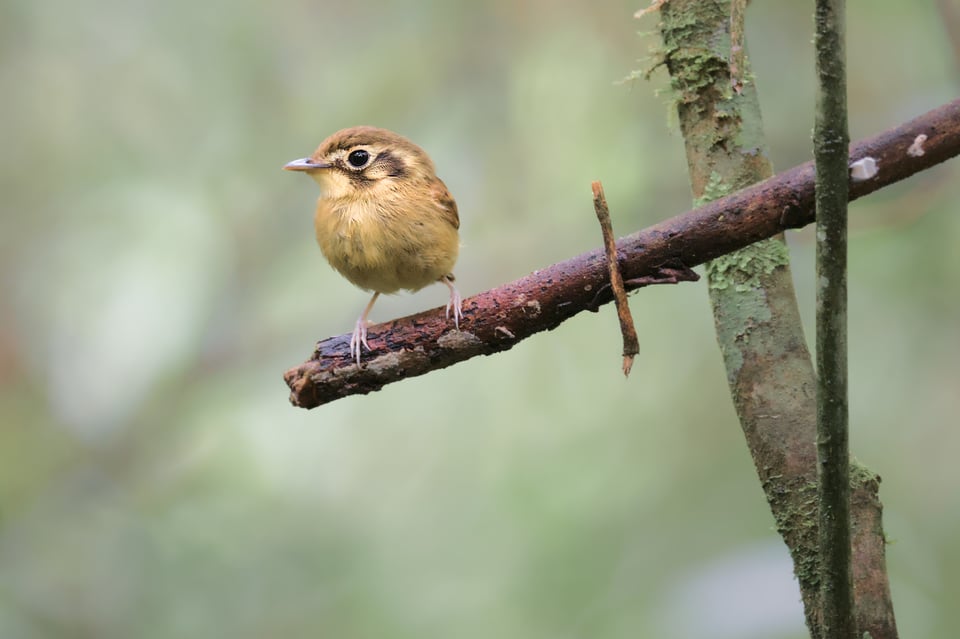 WhiteThroatedSpadeBill_SP_Jason_Polak