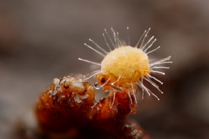 2024-12-15-08.11.18 ZS retouched kopie_Pavel Krasensky_Springtail