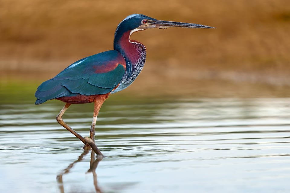 2024-315-17-20-Agami Heron_Ecuador_Tamron 50-400mm_LVP_5129