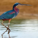 Agami Heron_Ecuador_Tamron 50-400mm_LVP_5129