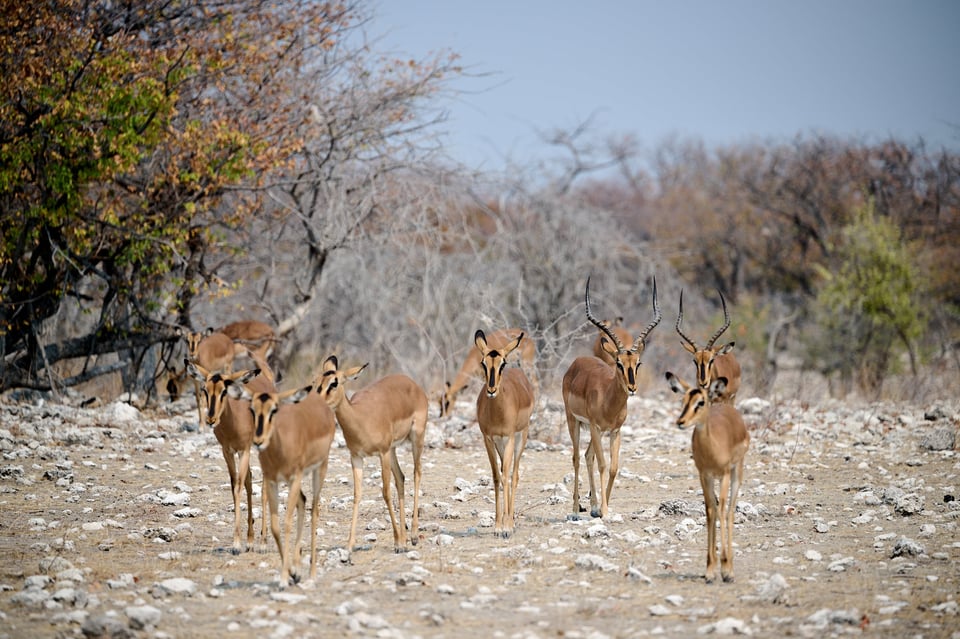 Black faced impala