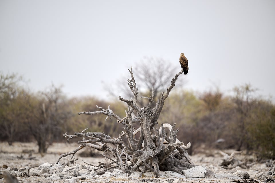 Booted eagle