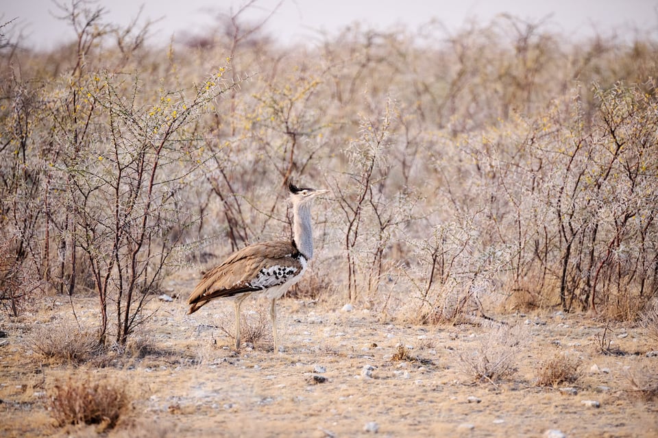 Bustard