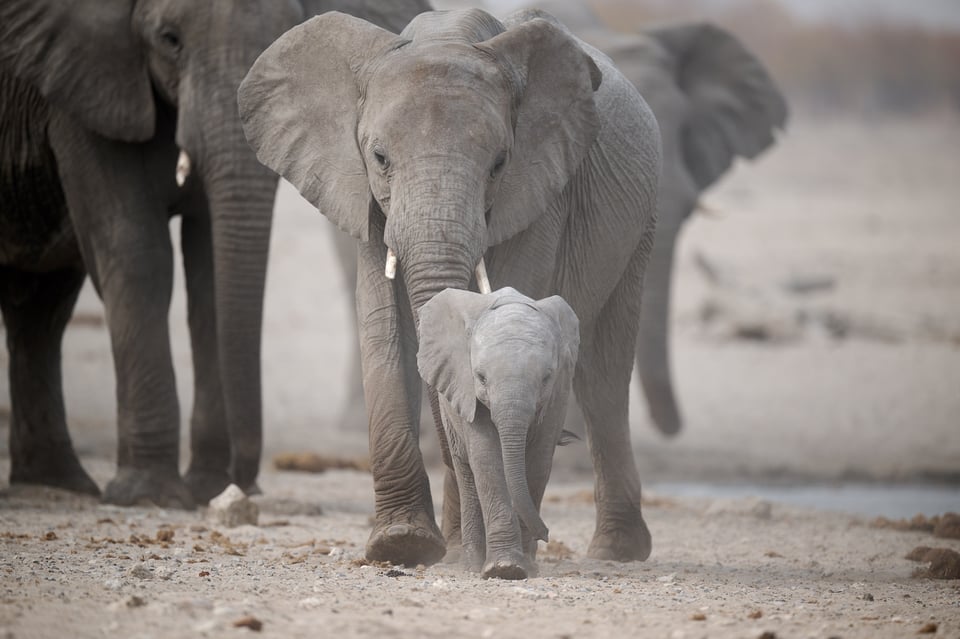 Family of elephants
