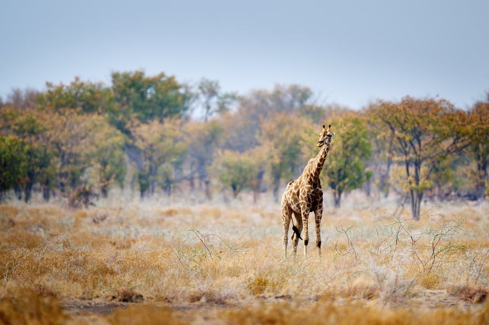 Giraffe in autumn colors