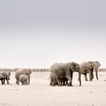 Herd of elephants