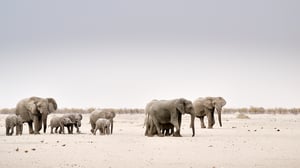 Herd of elephants