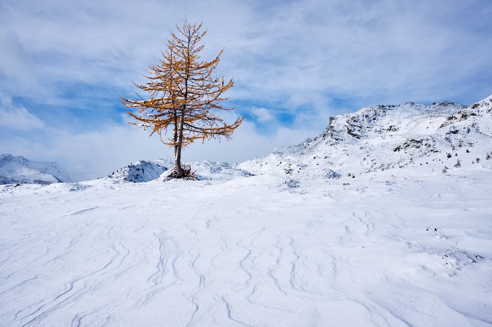 Larch and first autumn snow