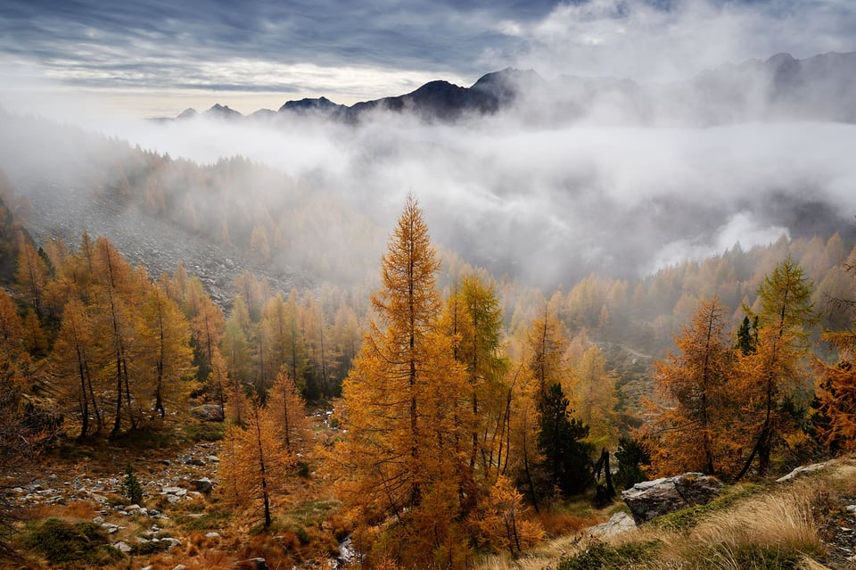 Larch and low clouds