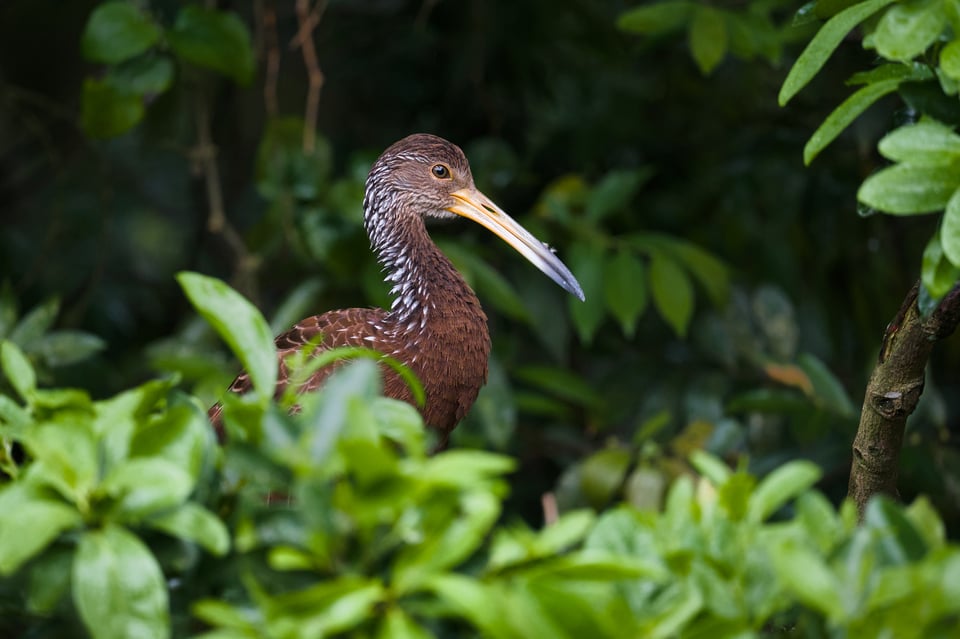 Limpkin_Env_Trees_Jason_Polak