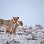 Lion cubs sons