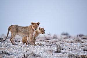 Lion cubs sons