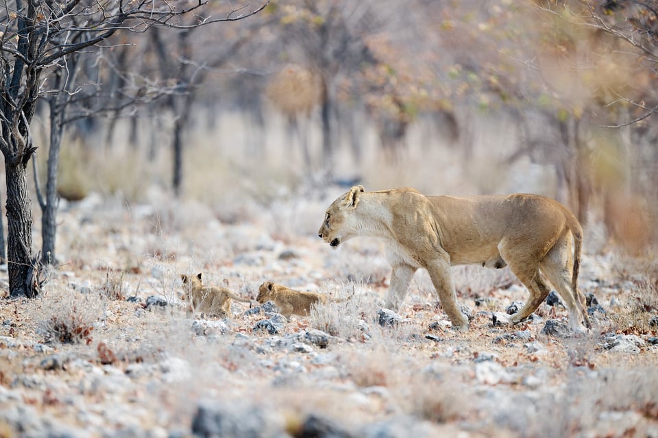 Lionesse with cubs