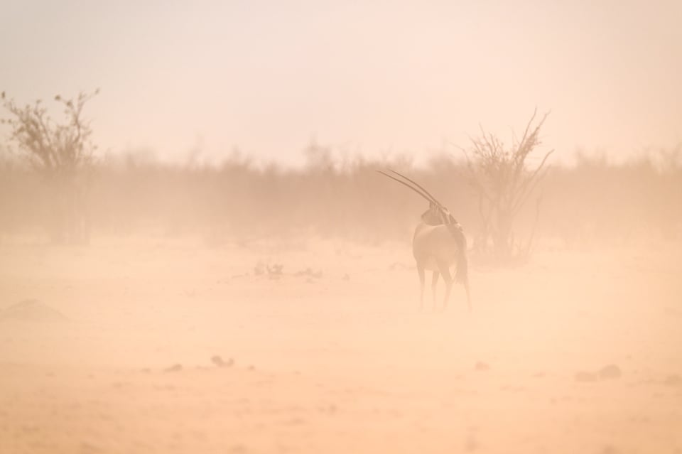 Oryx in the dust