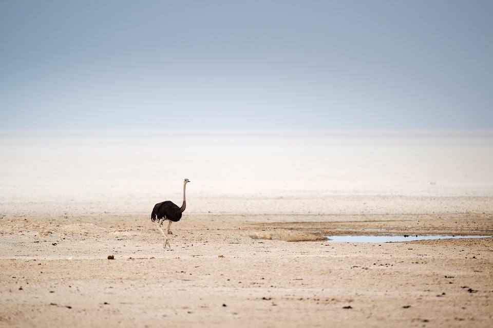 Ostrich and the Etosha Pan