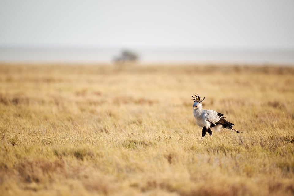 Secretary bird