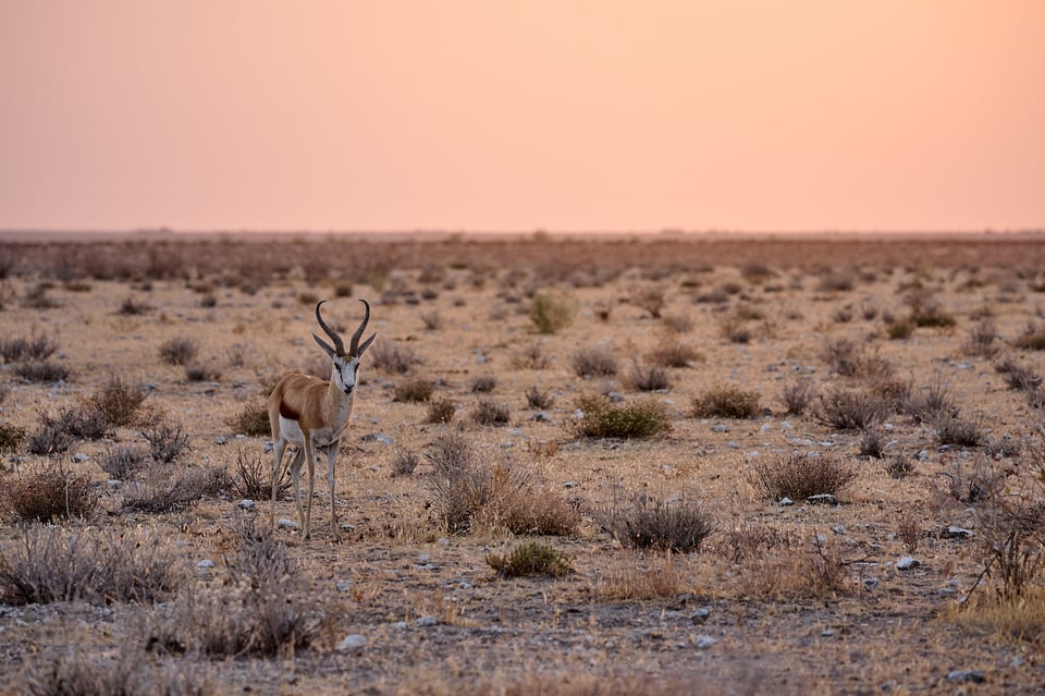 Springbok