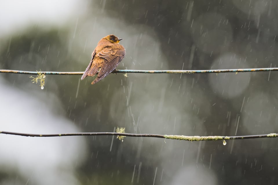 Swallow_Wire_Jason_Polak