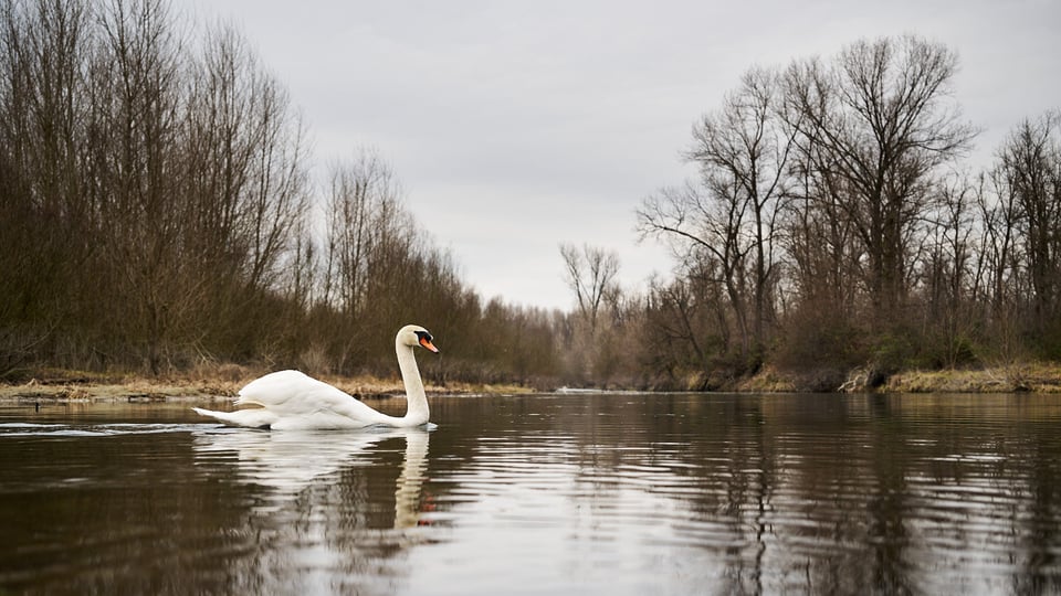 Swan swimming on the river