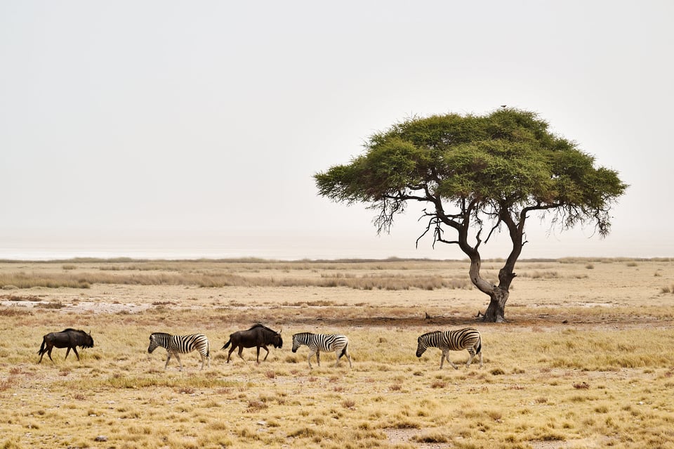 Tree animals and Etosha pan