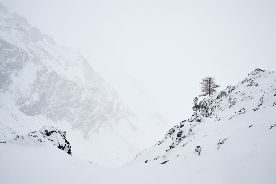 Trees in the winter
