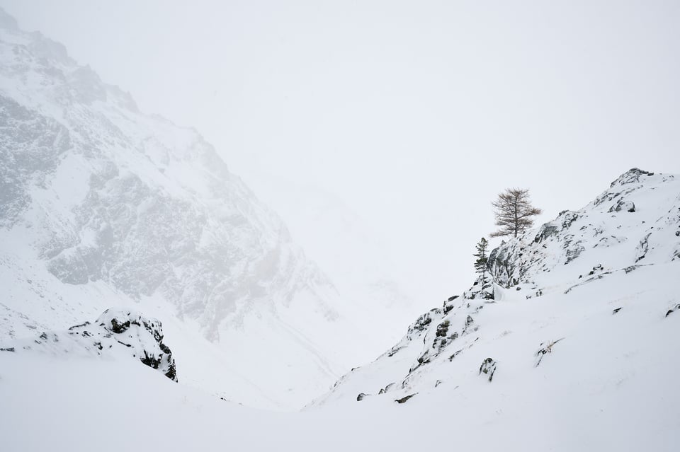 Trees in the winter