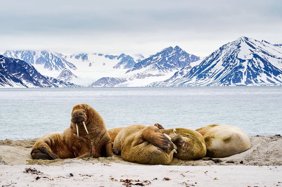 Walrus colony in Svalbard