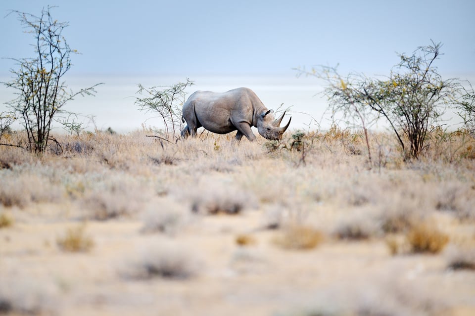 White Rhinoceros and the Pan