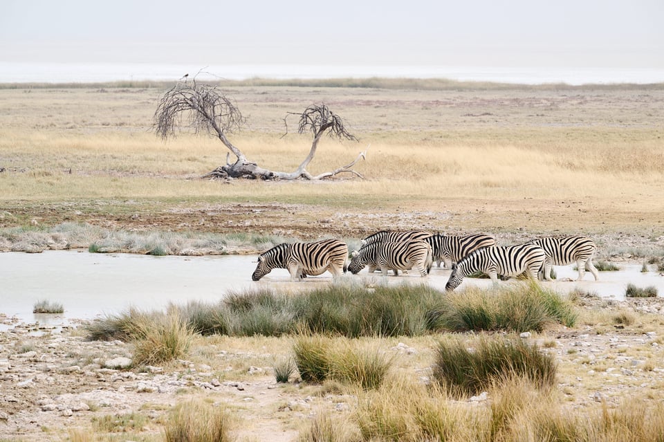 Zebras at the waterhole