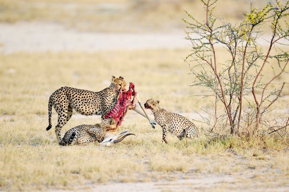 cheetahs family with a kill