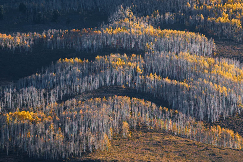 Aspen Trees in Colorado with Gold Leaves Landscape Photo