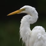 Egret_Dark_BG_Jason_Polak