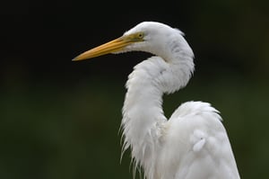 Egret_Dark_BG_Jason_Polak