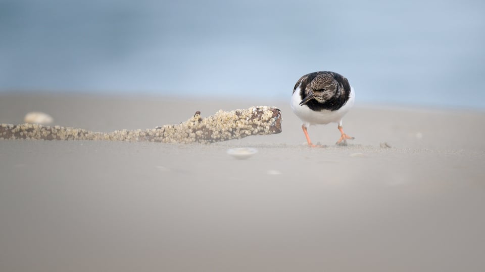 Ruddy Turnstone approaching food