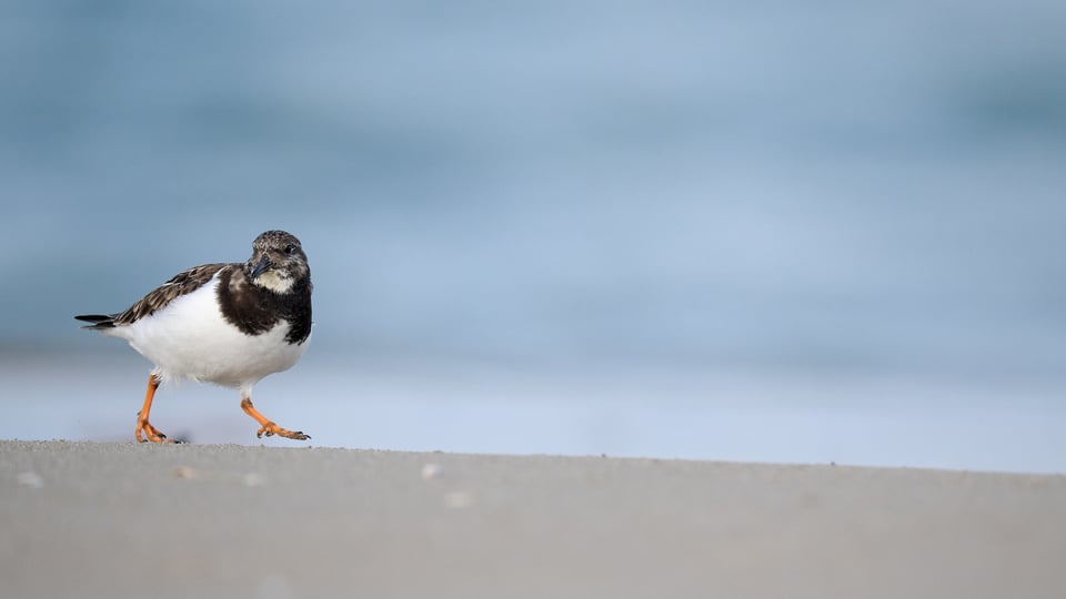 Ruddy Turnstone beach walking